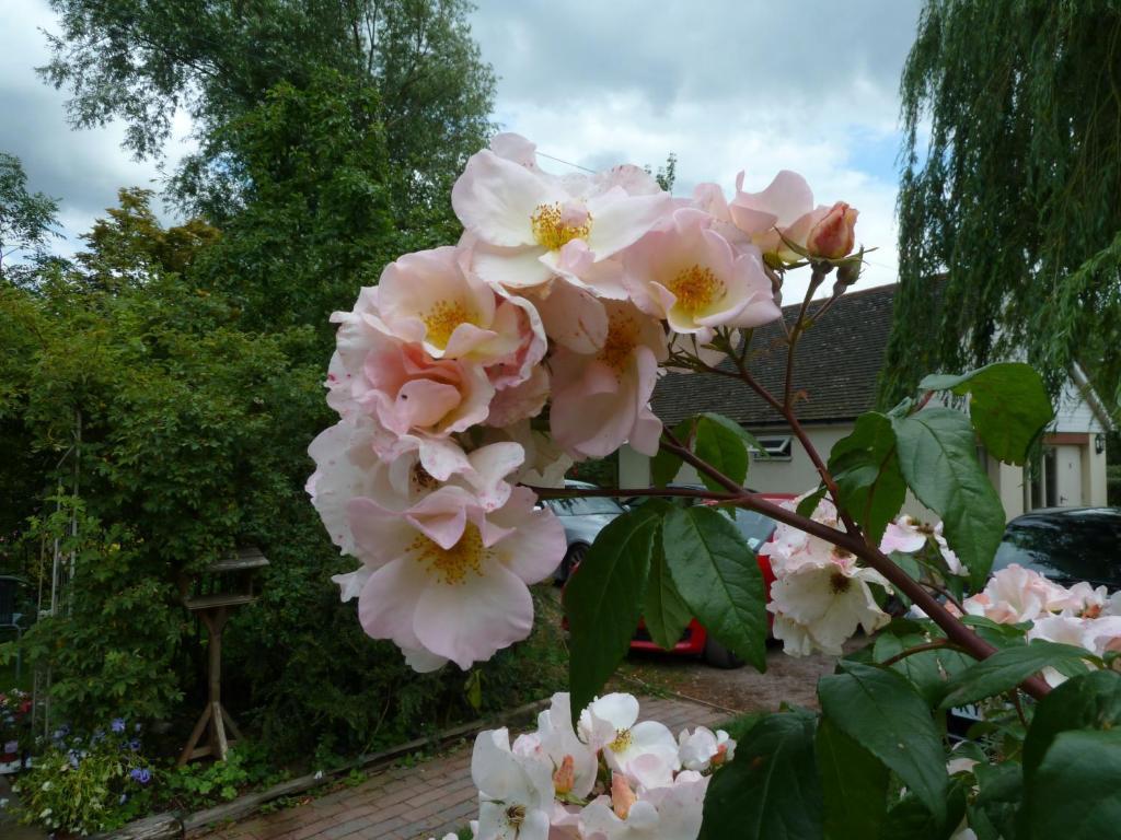 The Willows Guest House 泰克利 客房 照片